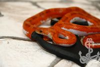 1.0 Hypo Bloodred Pied Sided het. Anery