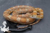 0.1 Honey het. Hypo Anery Striped poss.het. Amel Bloodred